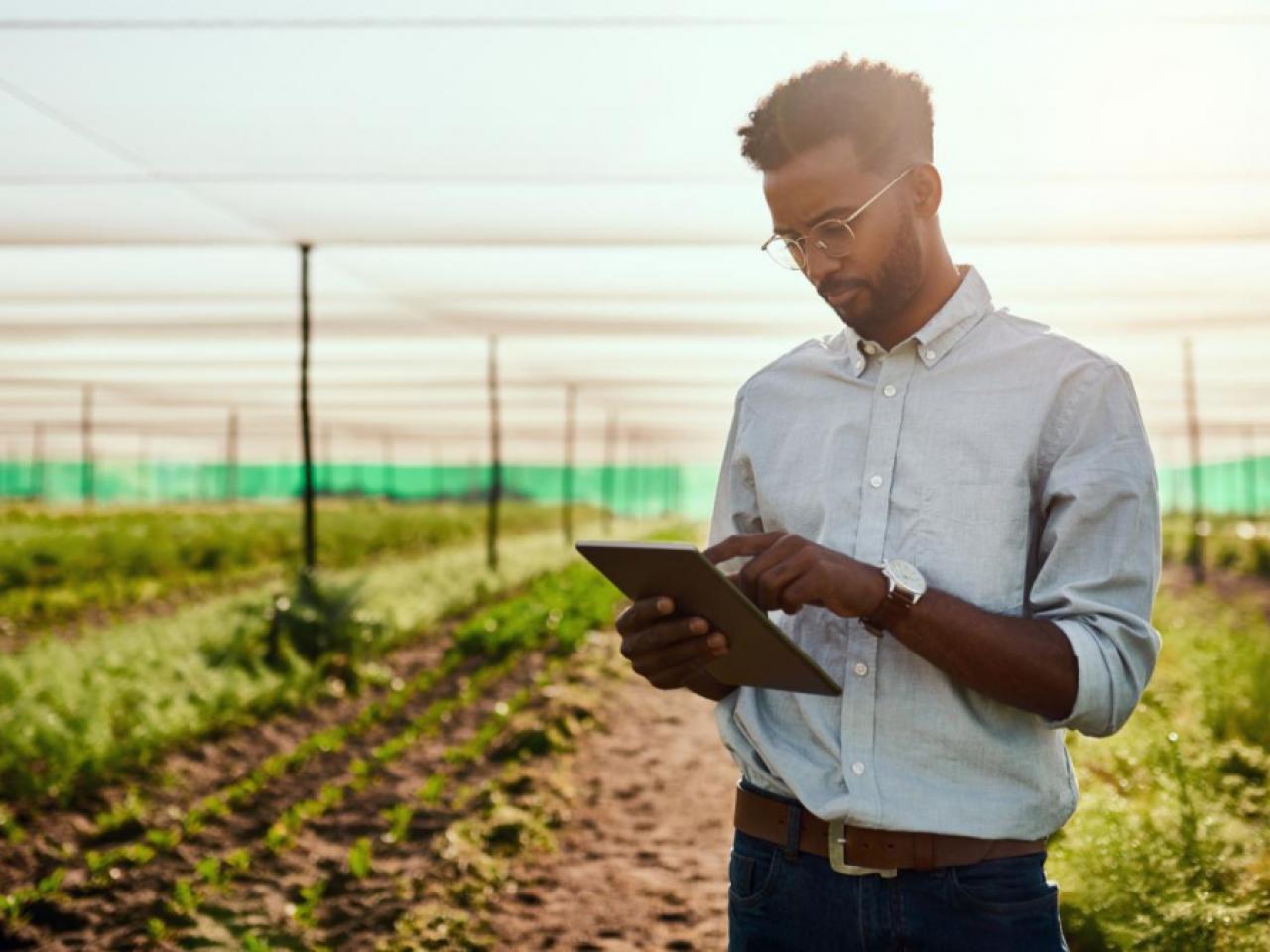 Man looking at tablet in a greenhouse