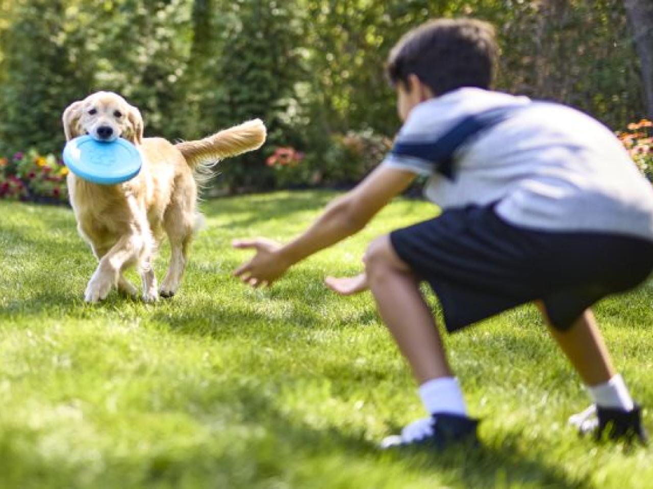 Dog with a toy