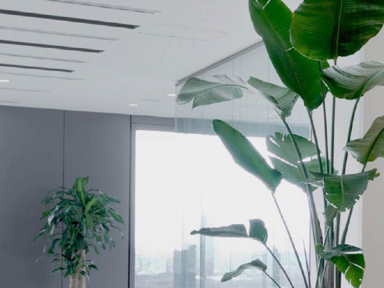 plants in an office
