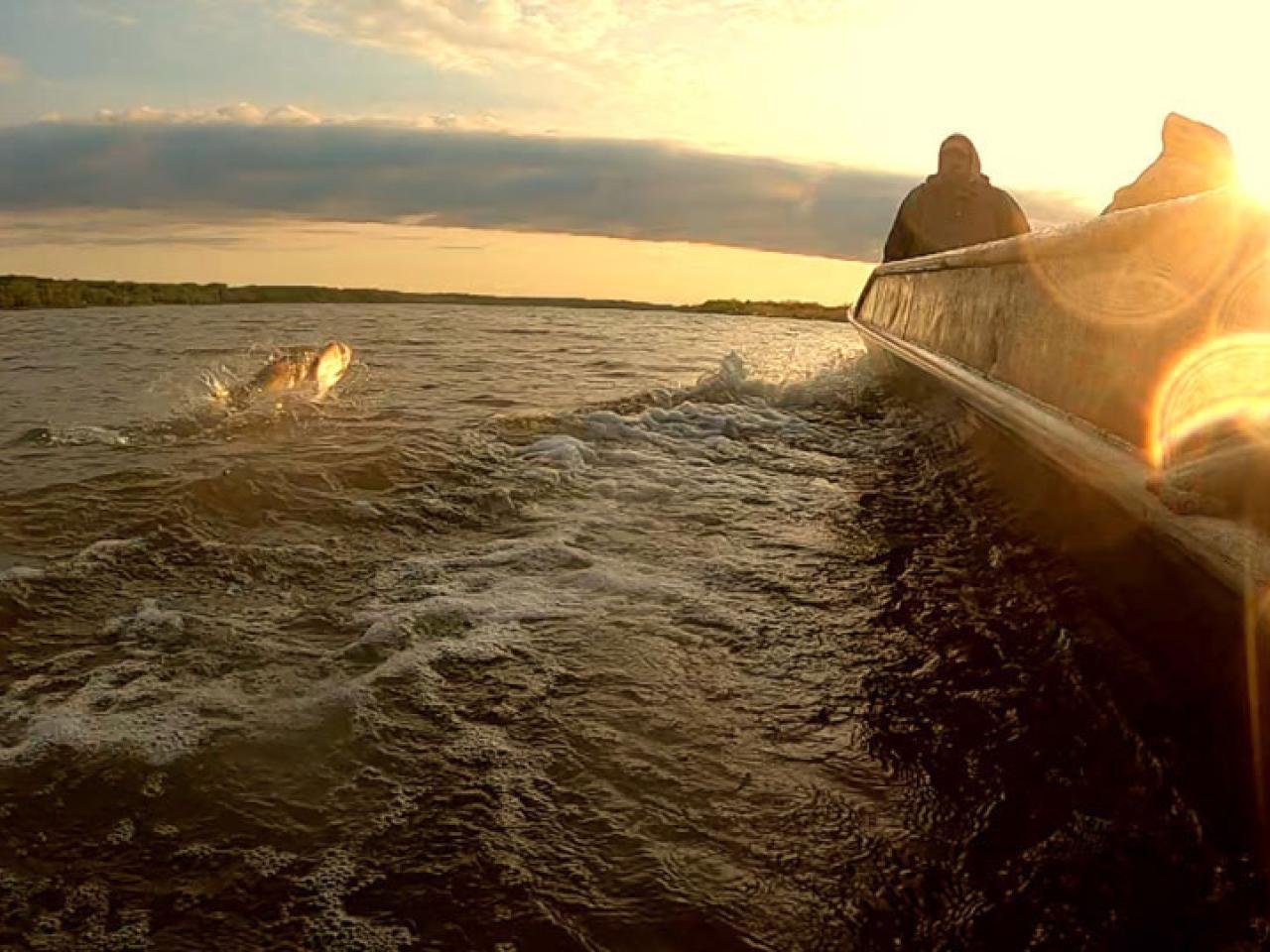 Asian carp jumping out of the water alongside a fishing boat on the Illinois River 
