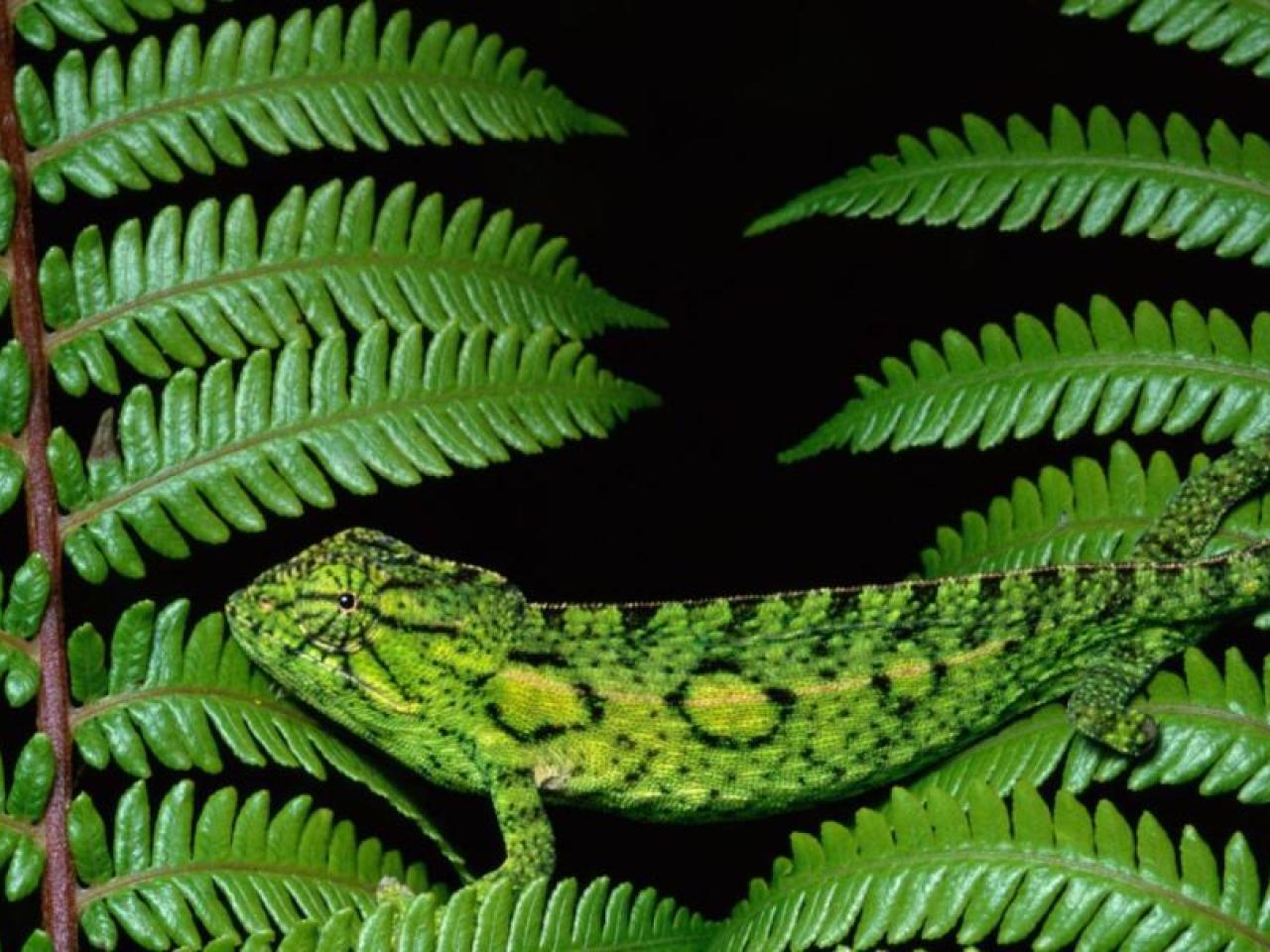 leaves with a camouflaged animal