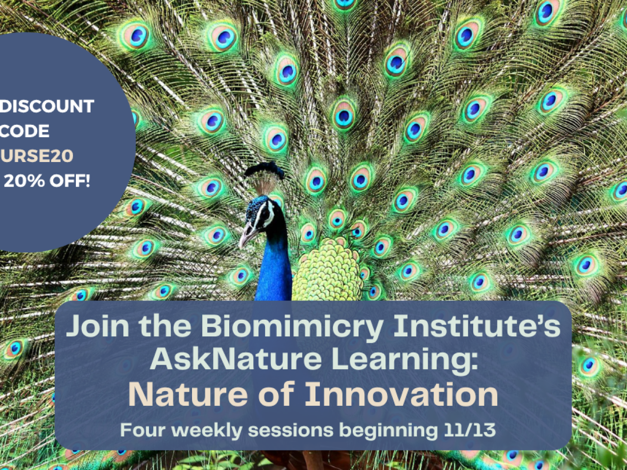 AskNature Learning: Nature of Innovation Image course flyer with dates and coupon code
