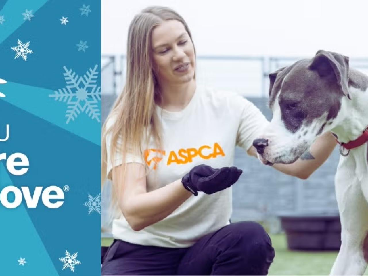 ASPCA volunteer holding her hand out to a large gray and white dog