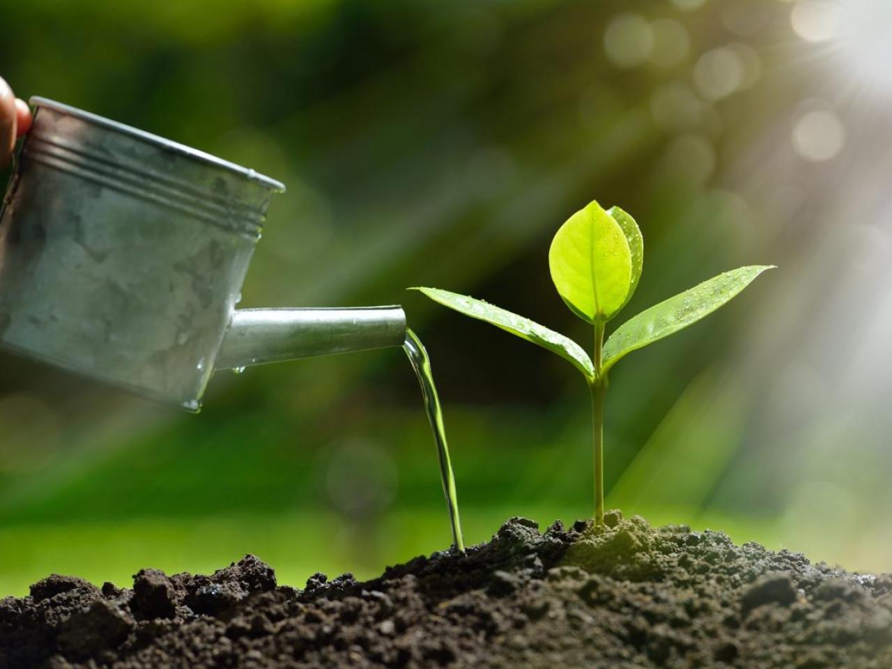 Close up of watering can and sapling