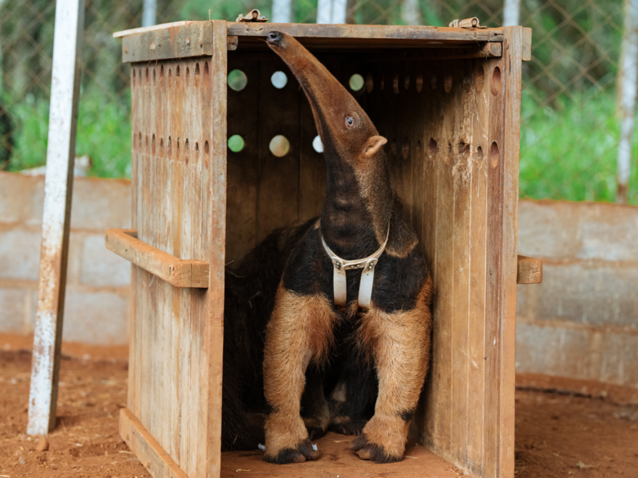 Anteater with heart monitor