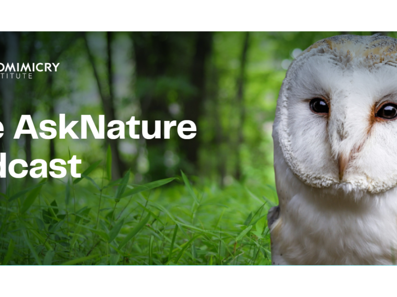 Nature photo of owl with podcast title