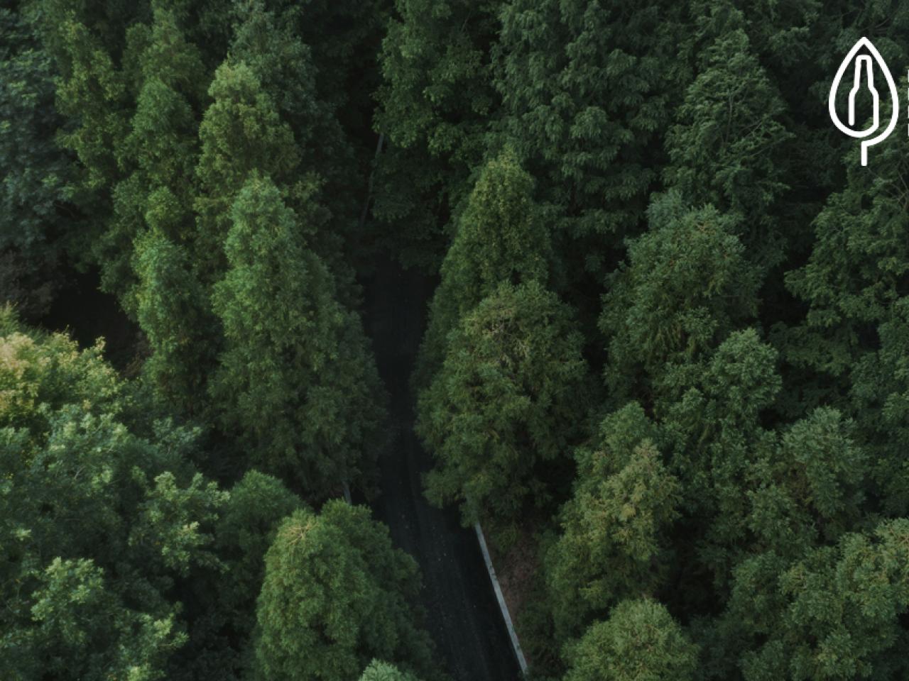 road through the forest