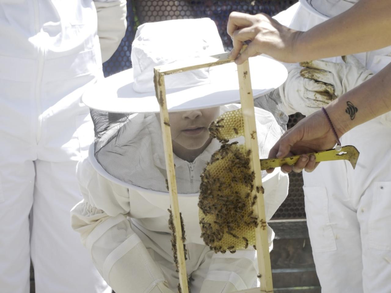 people working with bees