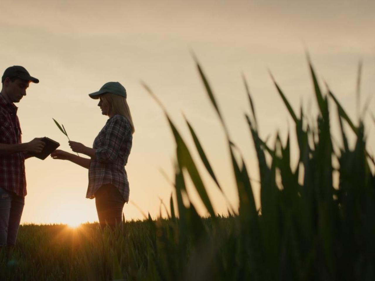 Two people in a wheat field as the sun sets