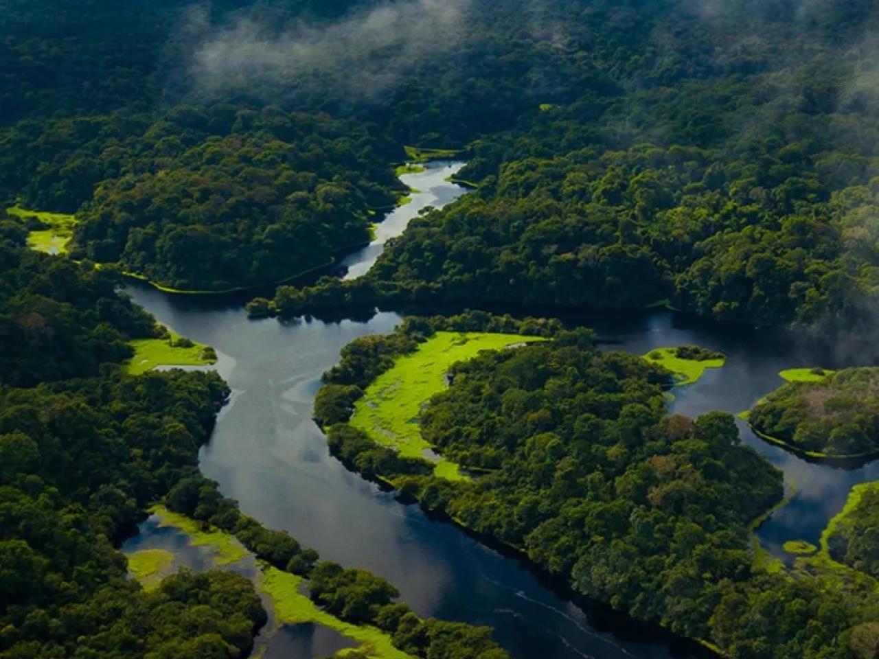 Aerial shot of river flowing through bright green forest