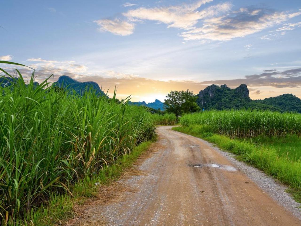 Pathway leading through sugarcane fields