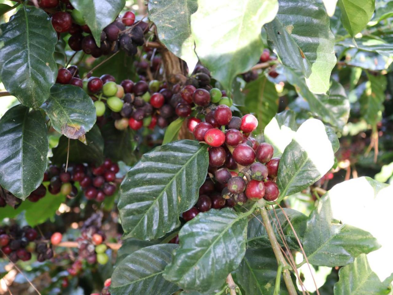 Coffee cherries on a coffee plant in Honduras. Coffee cherries are the red fruits that grow on coffee plants that contain the coffee beans used to make coffee.