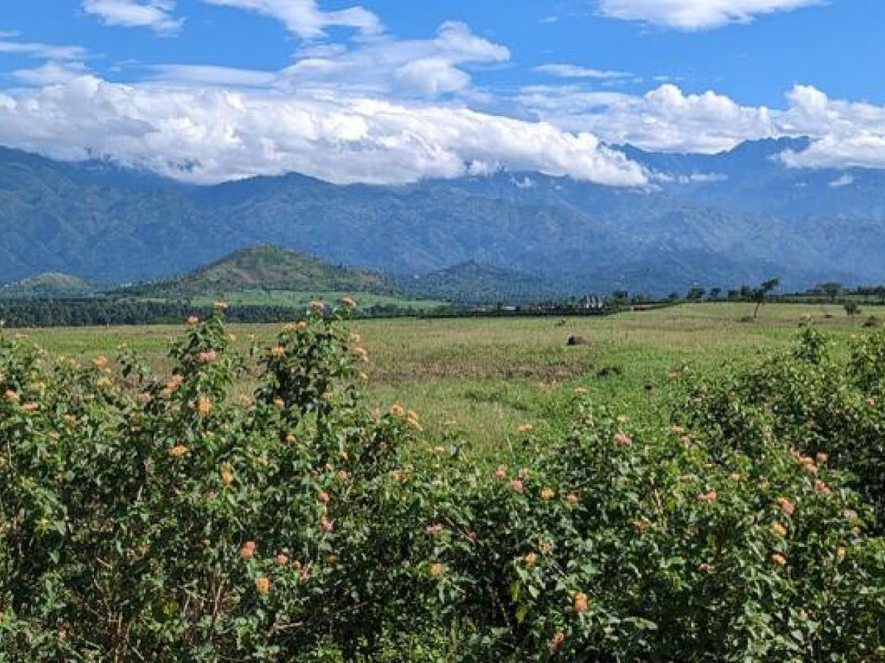 Coffee fields in Uganda