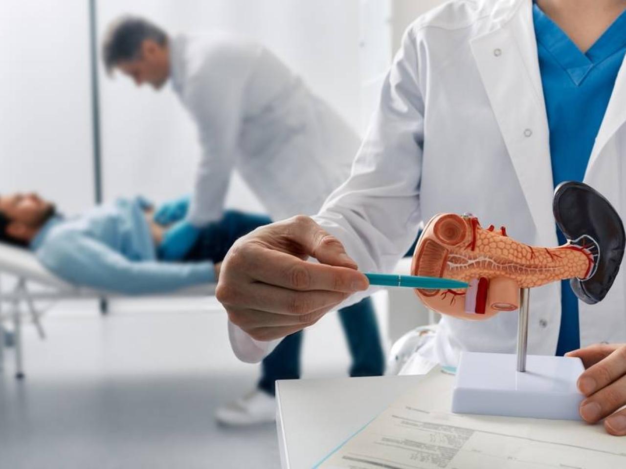 A person using a pen to point to a model of an organ. A person examining the abdomen of another laying down.