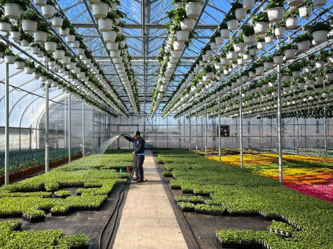 Greenhouse at De Francesco Farm