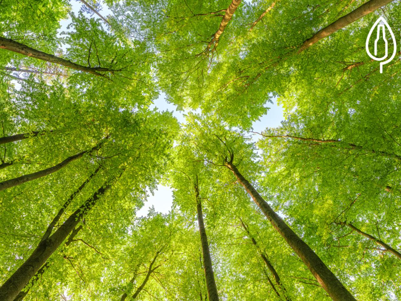 spring trees