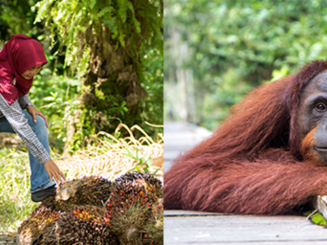 Collage of four images: a butterfly, a person next to a pile of durians, an orangutan, and sunlight through dense trees.