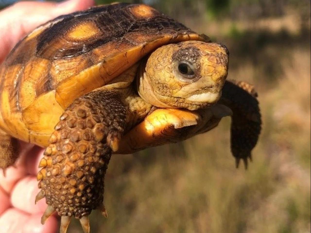 Gopher Tortoise