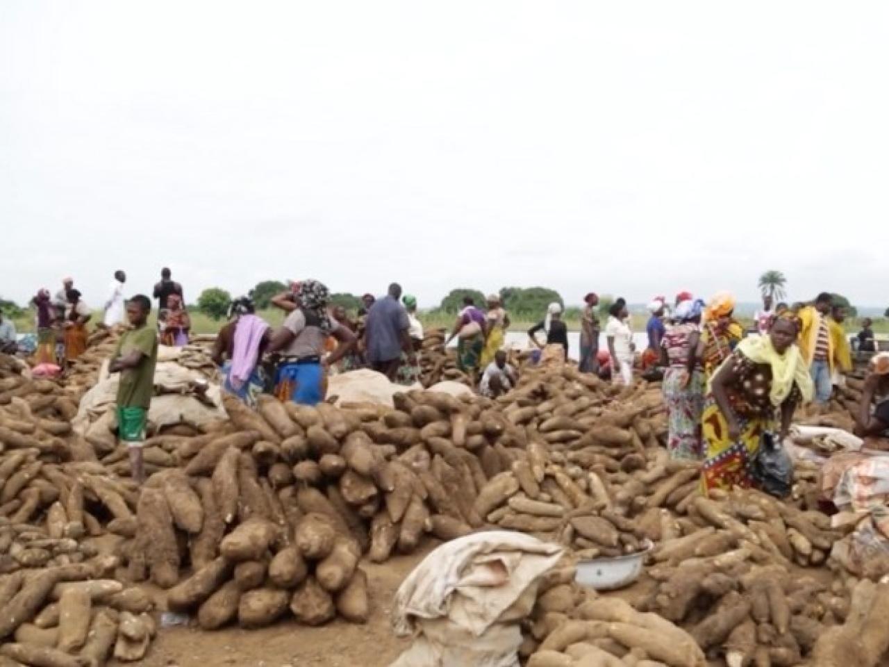 Yams being harvested in Nigeria.