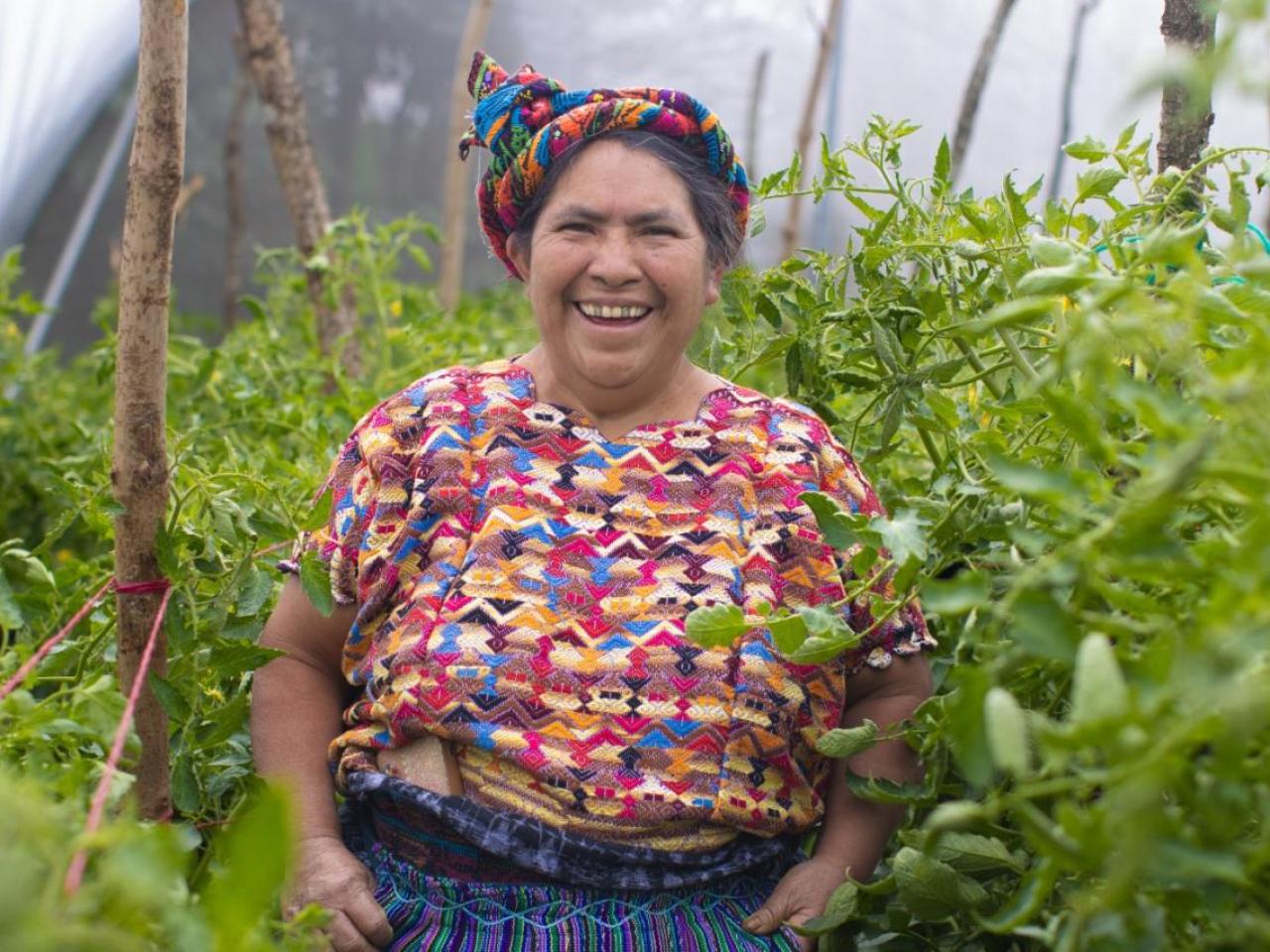 Isabel Cortez, a tomato farmer stands amid tomato plants