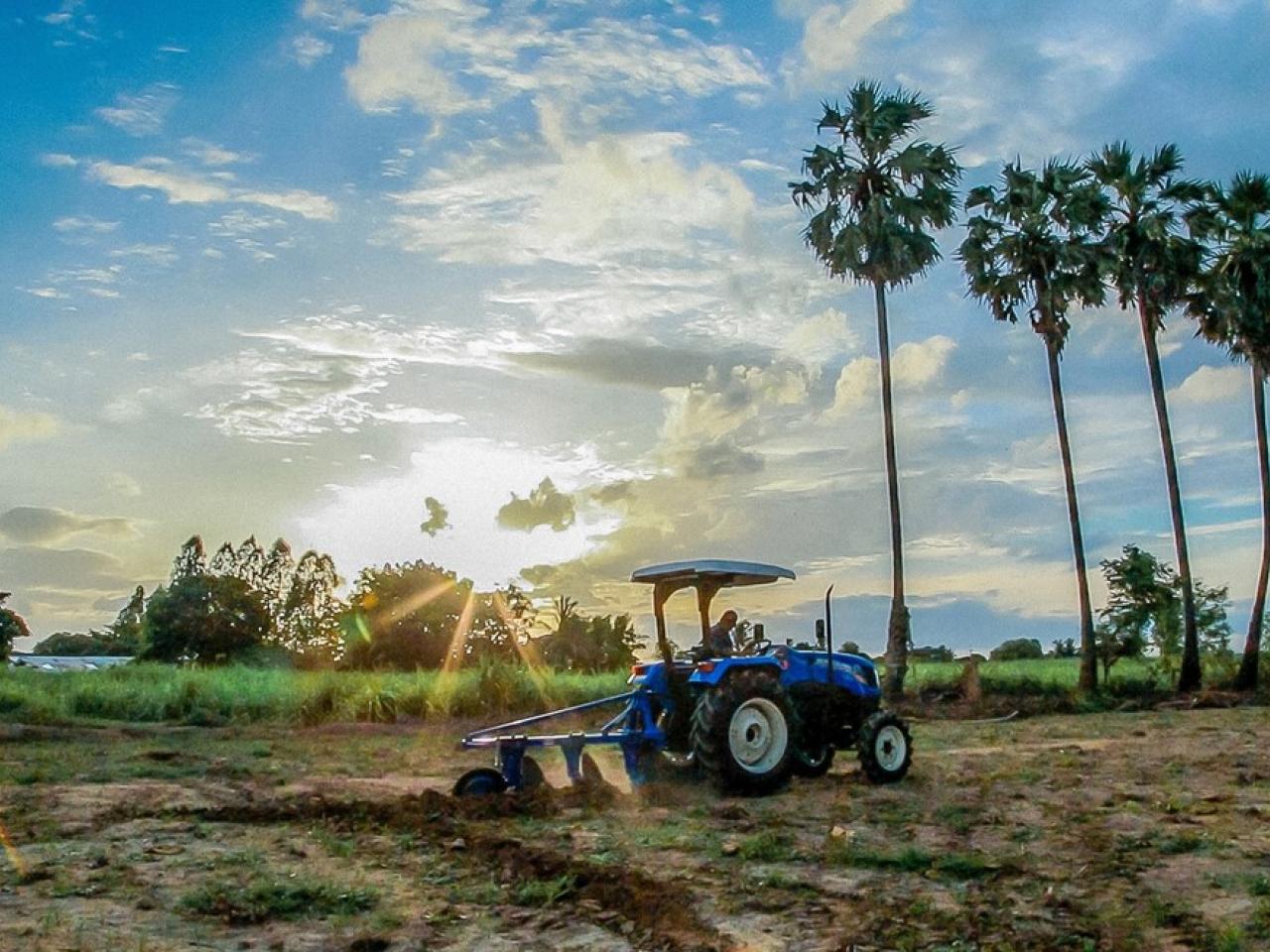 Blue tractor working in a field with tall palm trees in the background