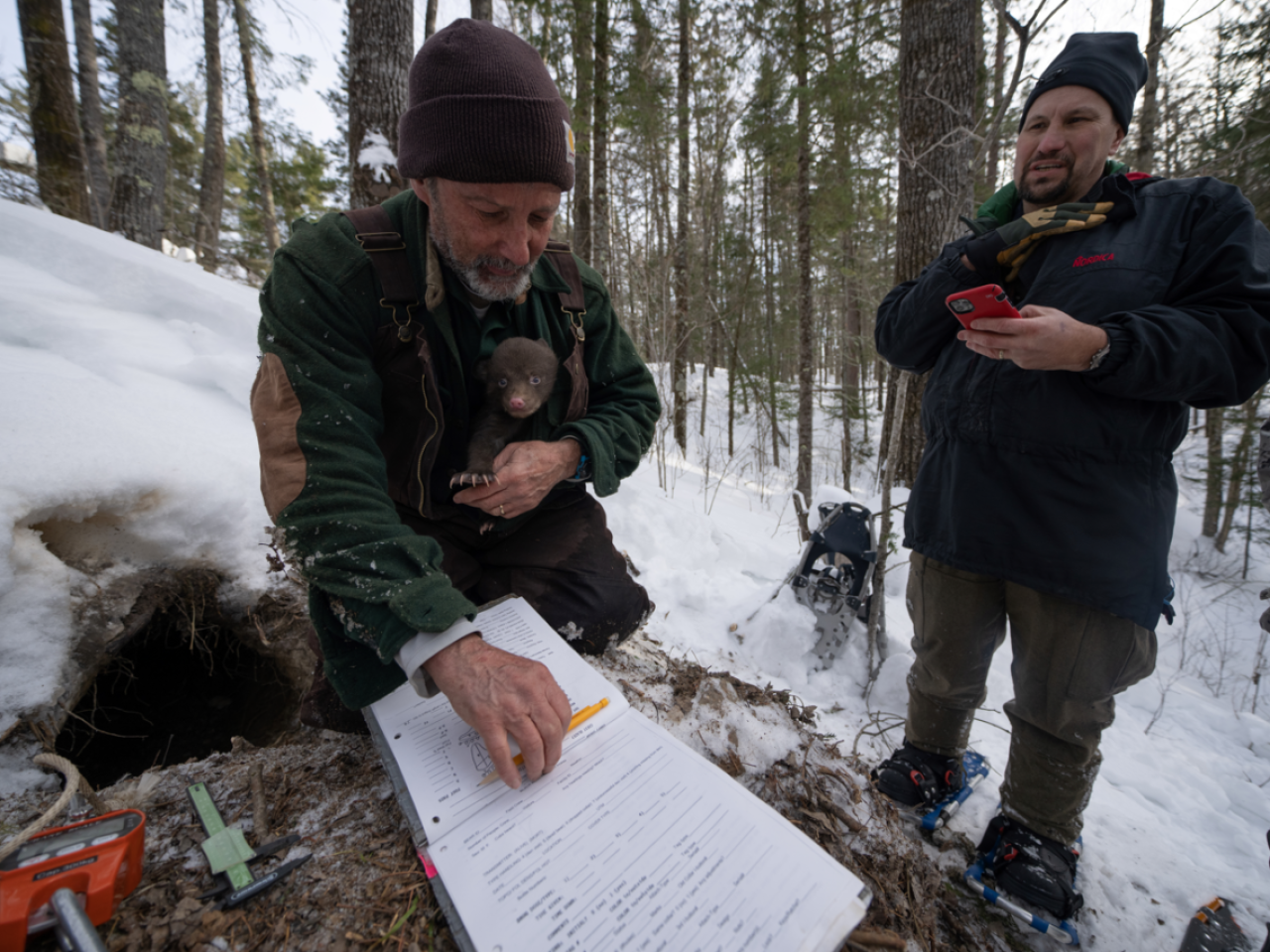 Three people standing in a snowy forest. One is holding a small bear cub and looking at papers on a clipboard.