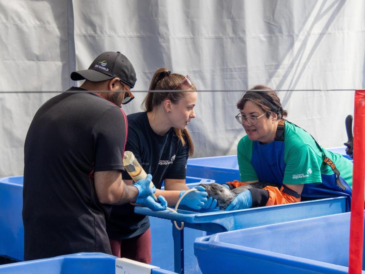 DP World volunteers assisting staff at the Marine Mammal Rescue Centre as they feed and care for an orphaned seal pup in a blue rehabilitation tub.