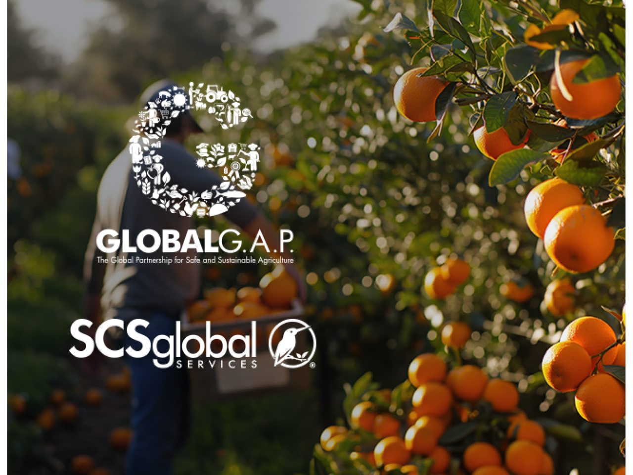 SCS Complimentary Webinar: Mastering GLOBALG.A.P. IFA V6: Tools & Resources for Growers