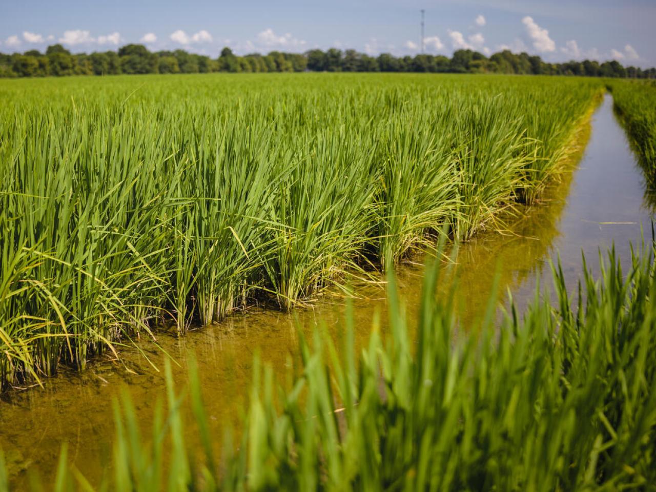 Close up of a rice field