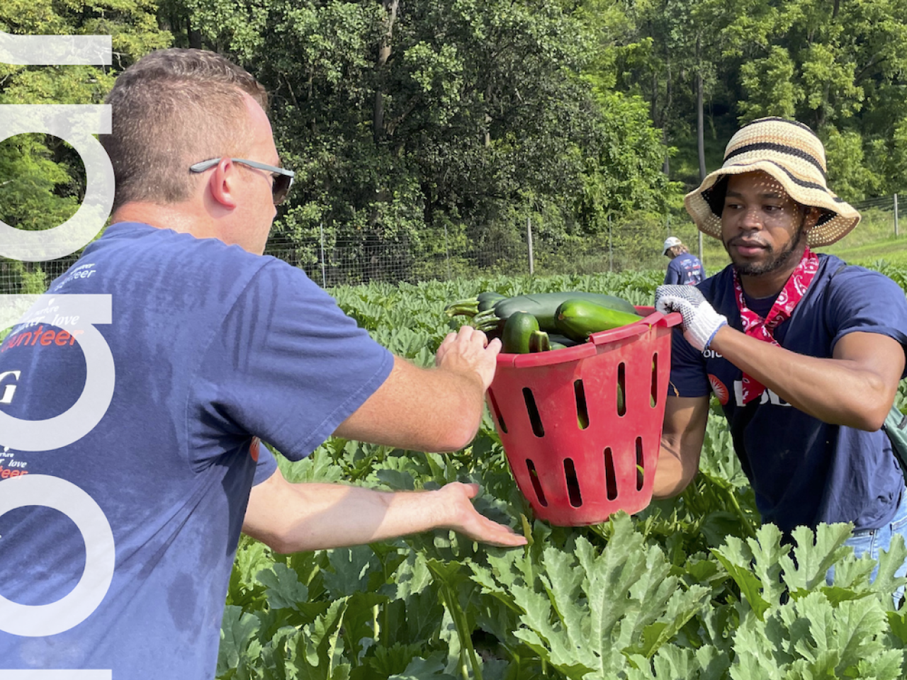 Two people picking produce in a large garden