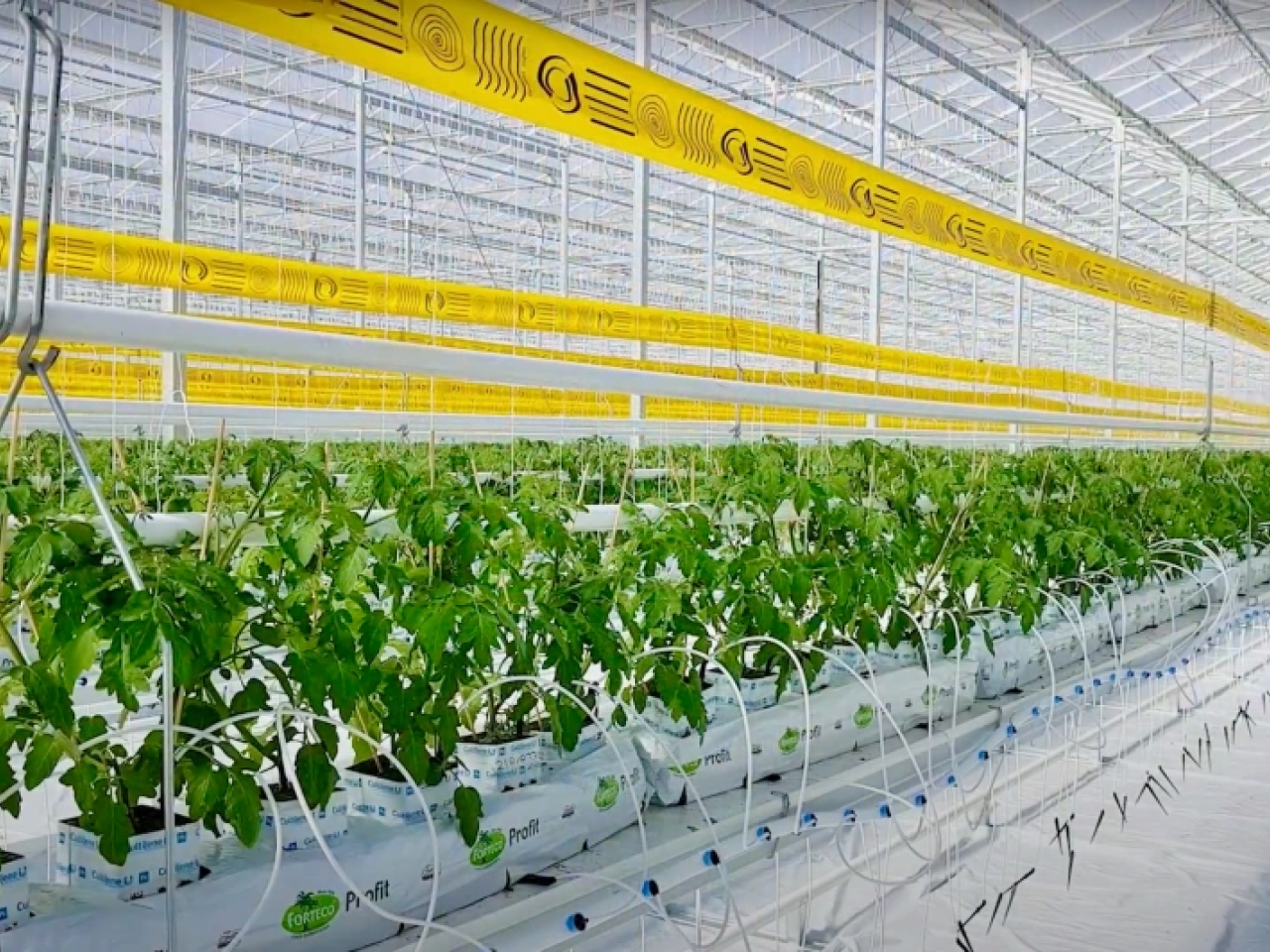 Greenhouse