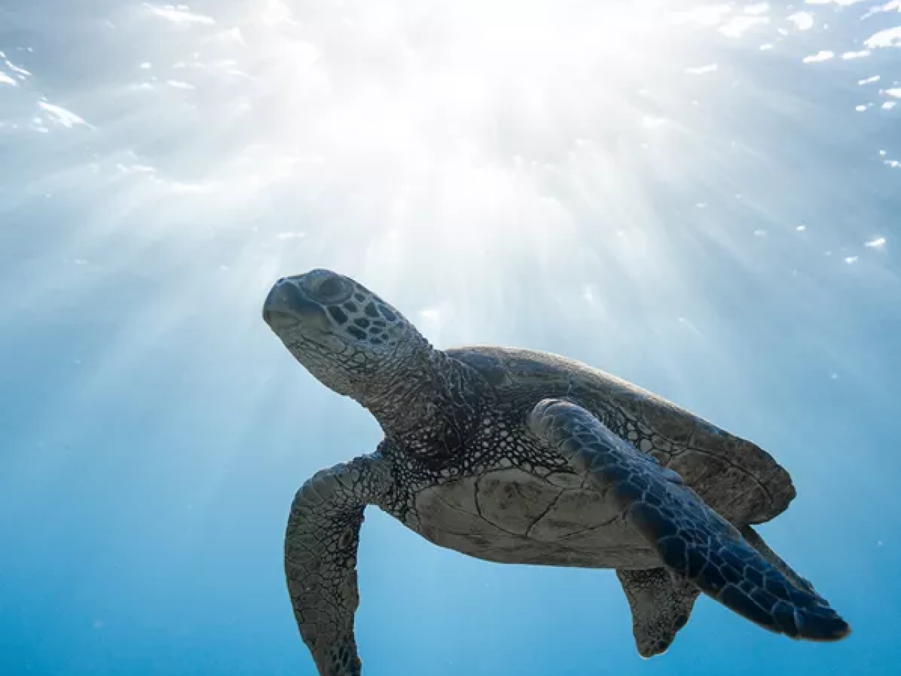 Turtle swimming in the ocean