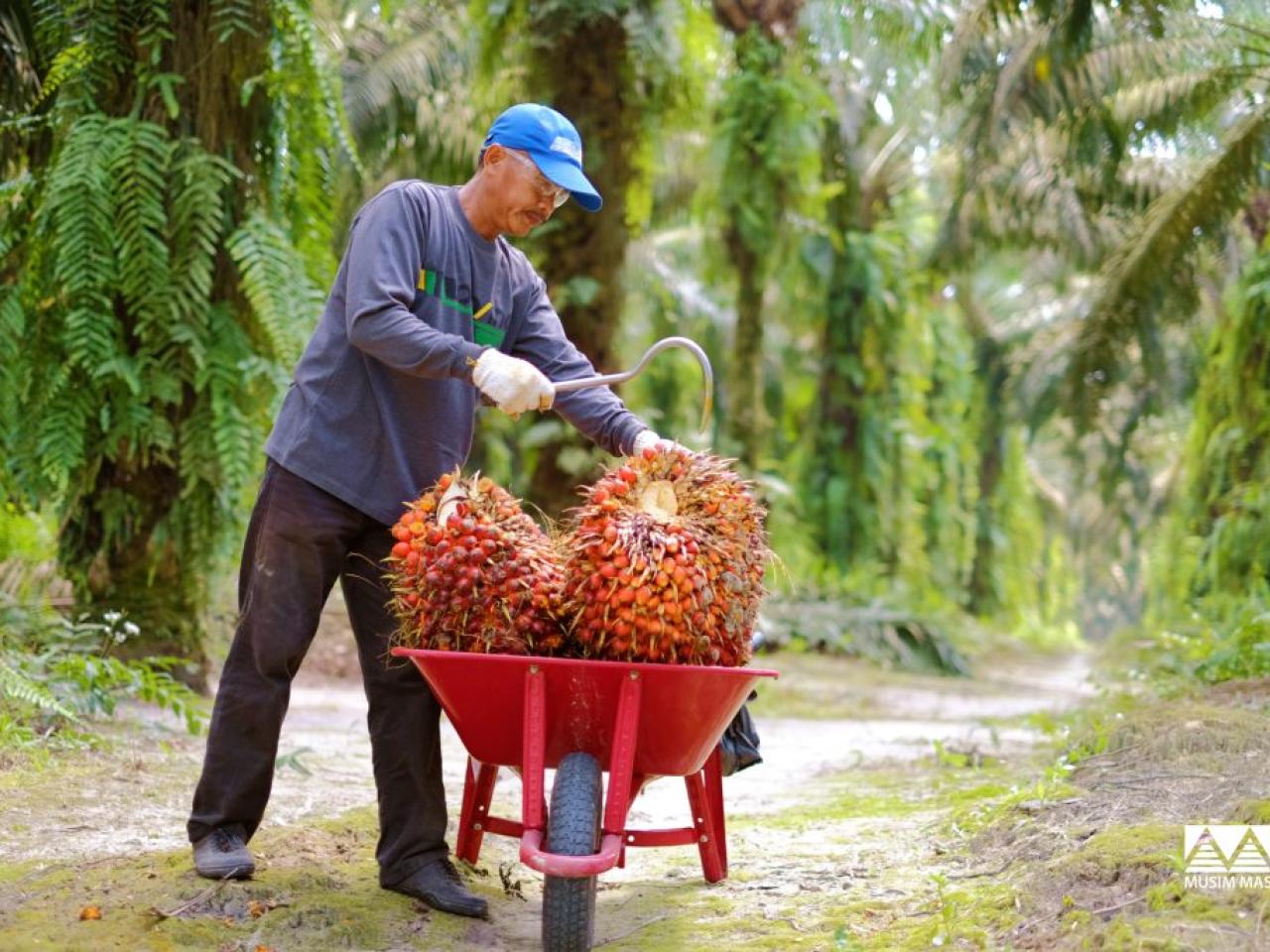 Oil palm smallholder farmer with fresh fruit bunch in Indonesia