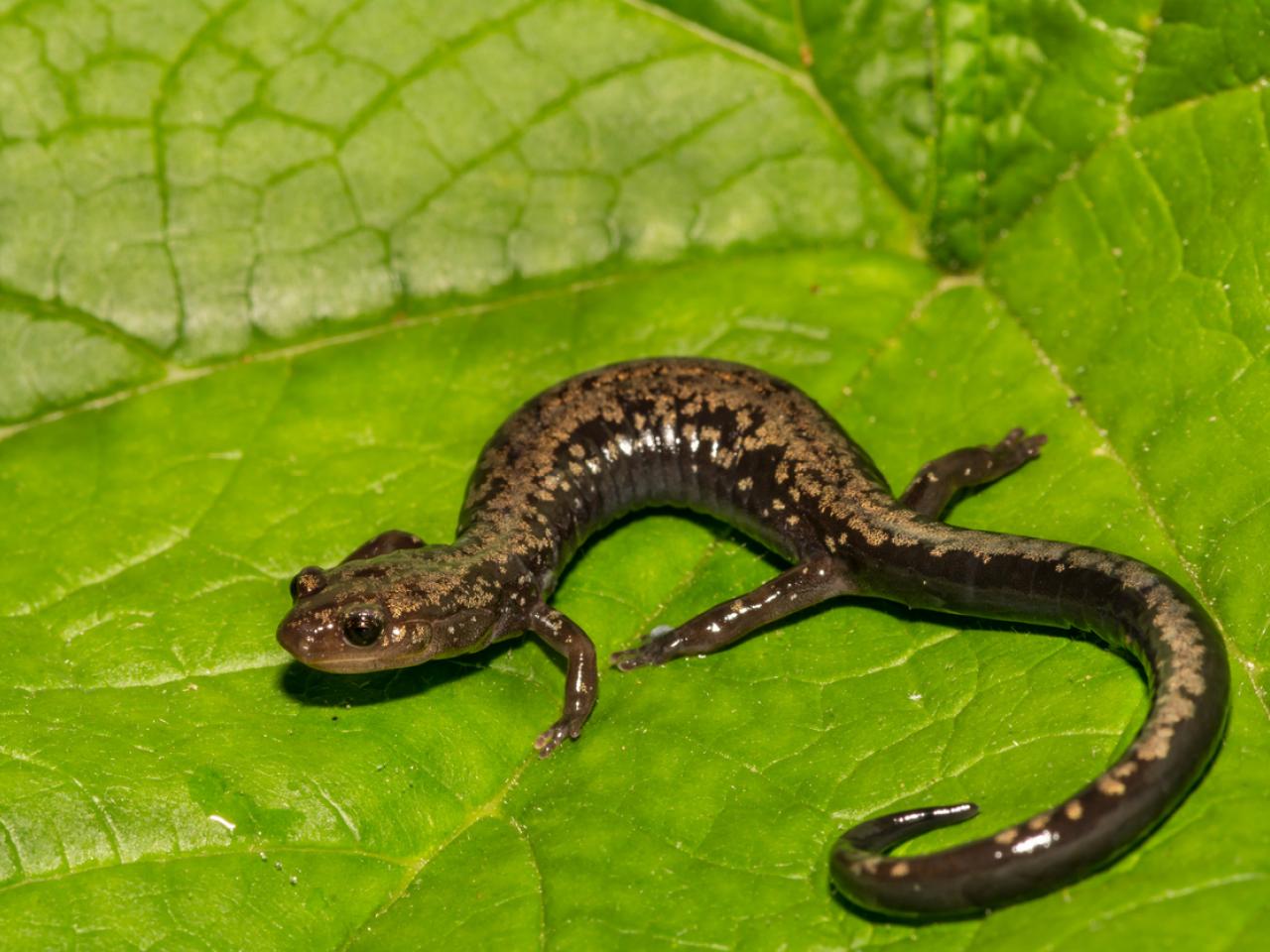 Peaks of Otter Salamander on a leaf