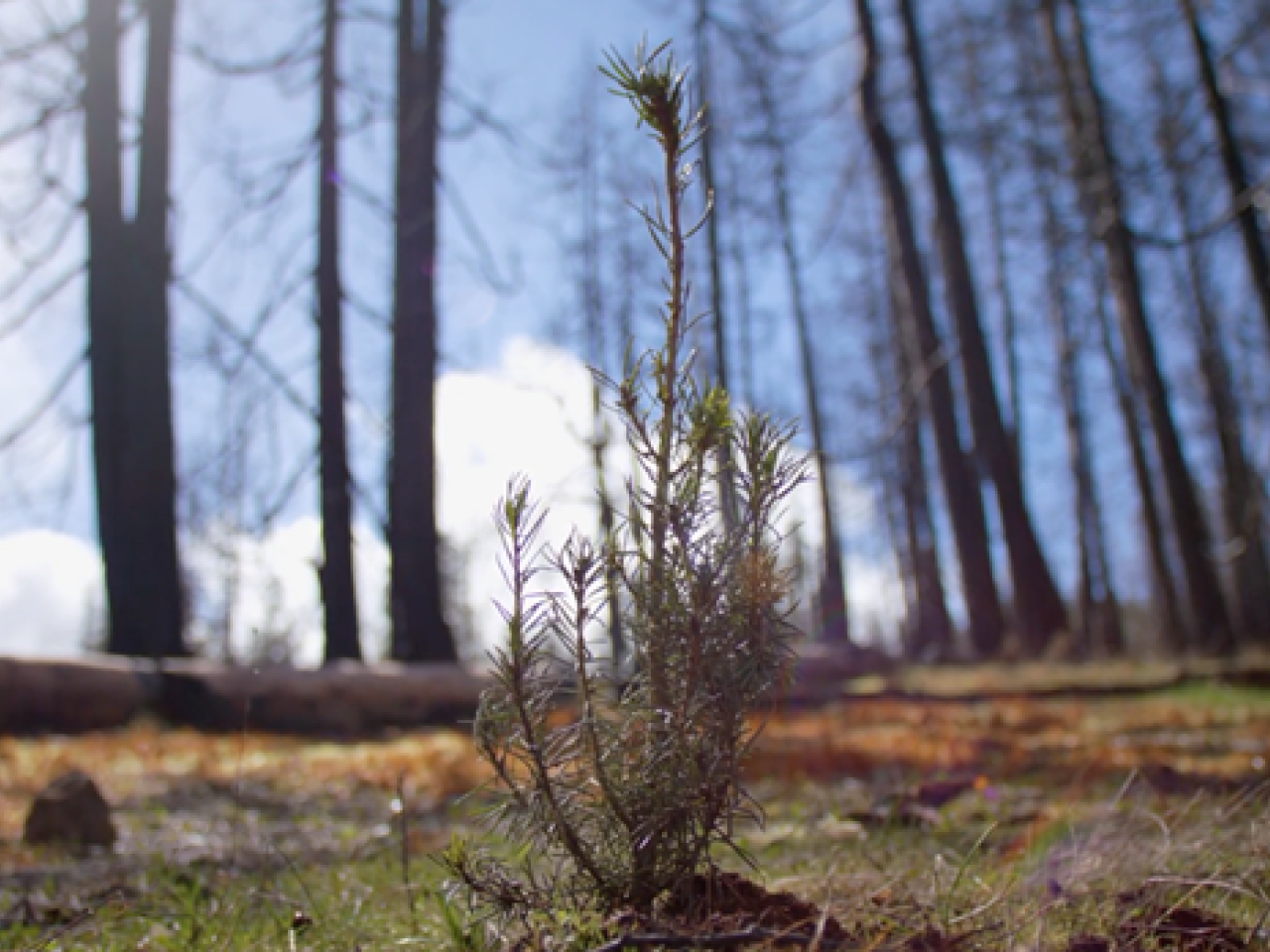 Tree sapling planted in a forest