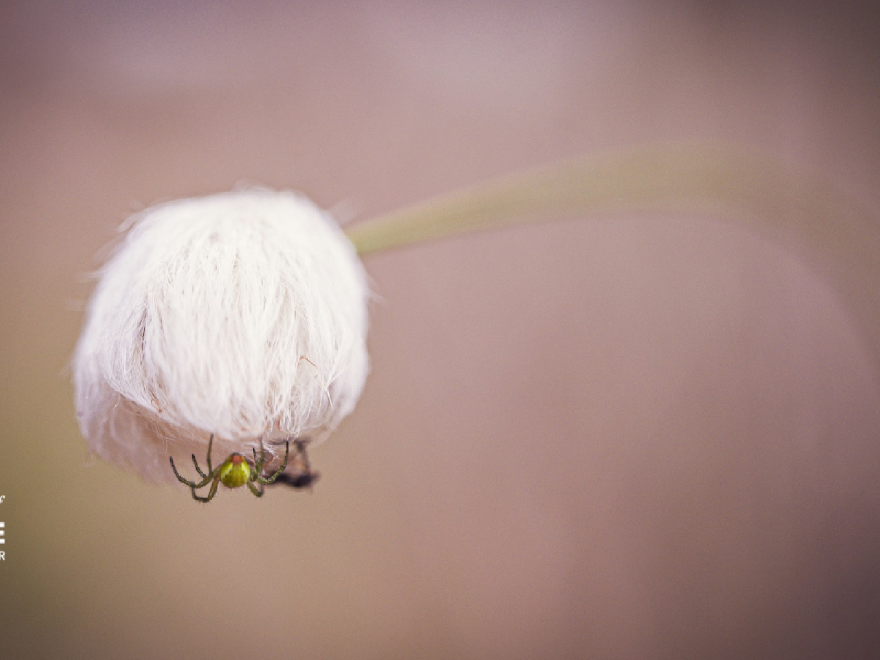 Natural inspiration from the Ray of Hope Accelerator