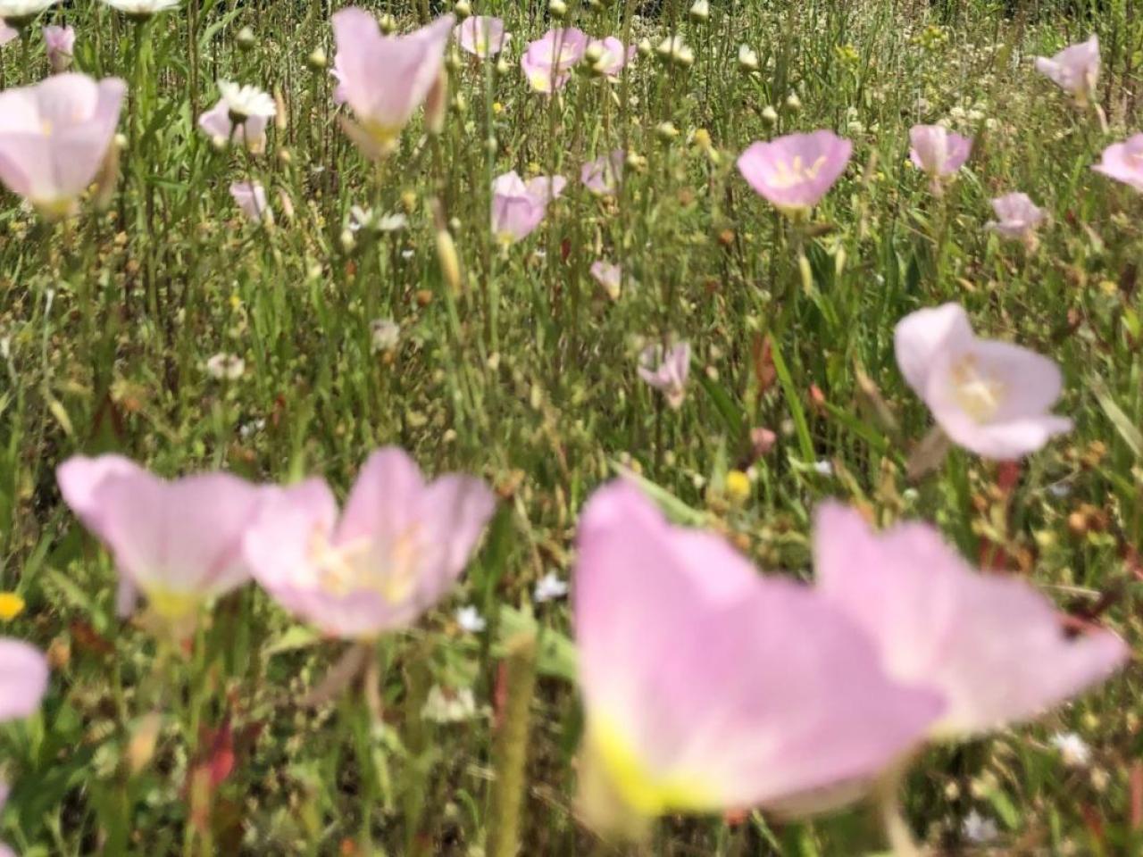 Pollinators growing on The Ray