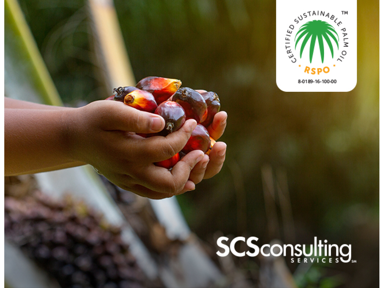 hand holding fruit from palm tree