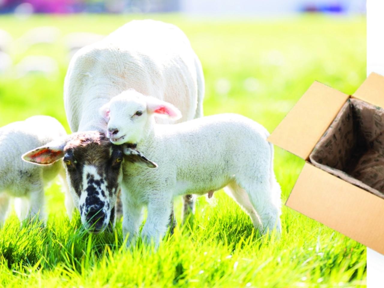 split image of sheep in field and cardboard box