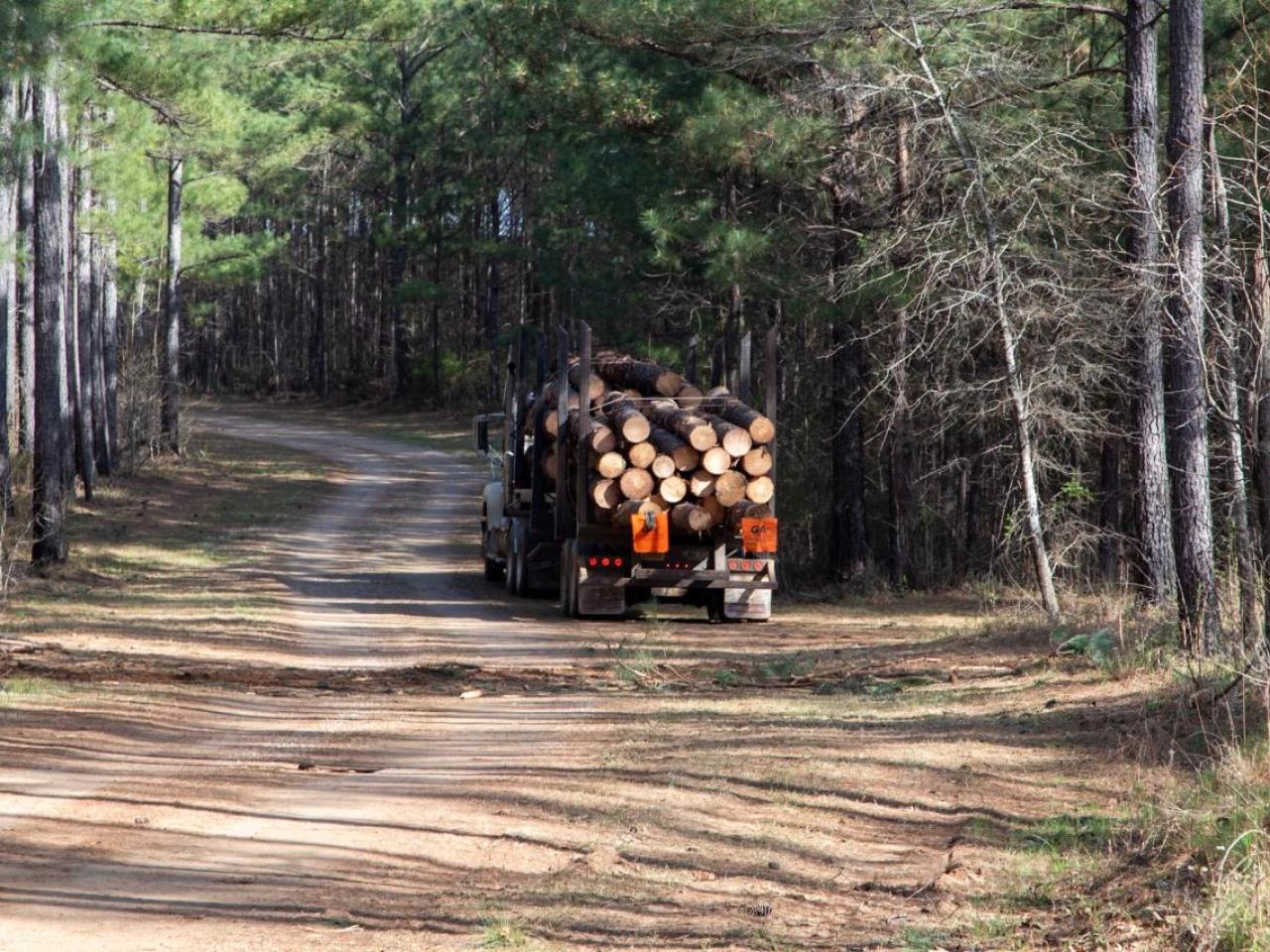 Truck filled with timber