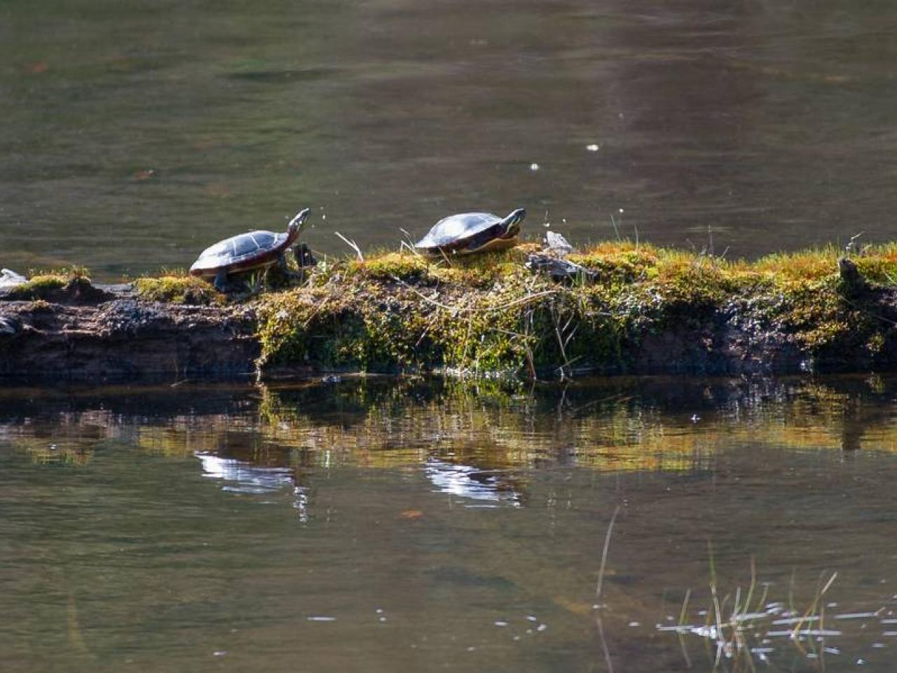turtles