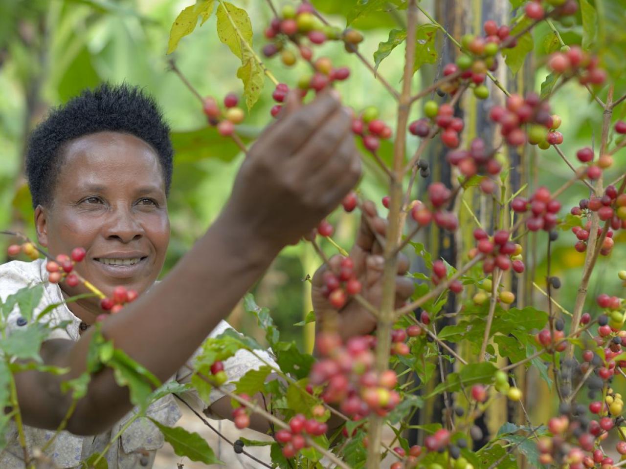 Jaska Oscar, a coffee farmer from Tanzania, picks coffee cherries. 