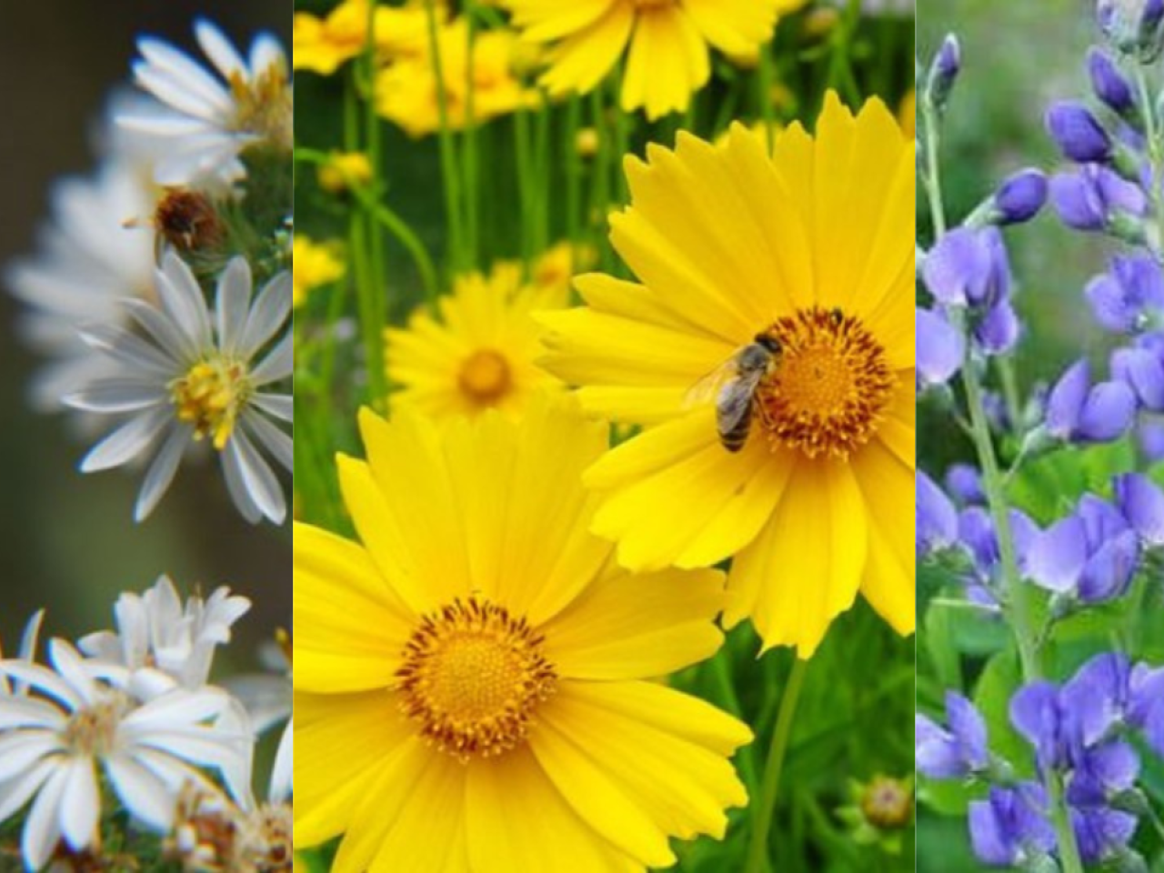 Photos of different pollinator plants