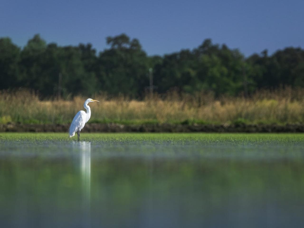 Healthy water systems support more than farms — they support wildlife. This egret is one of many utilizing temporary wetland habitat at this SWIF project along California’s Sacramento River.