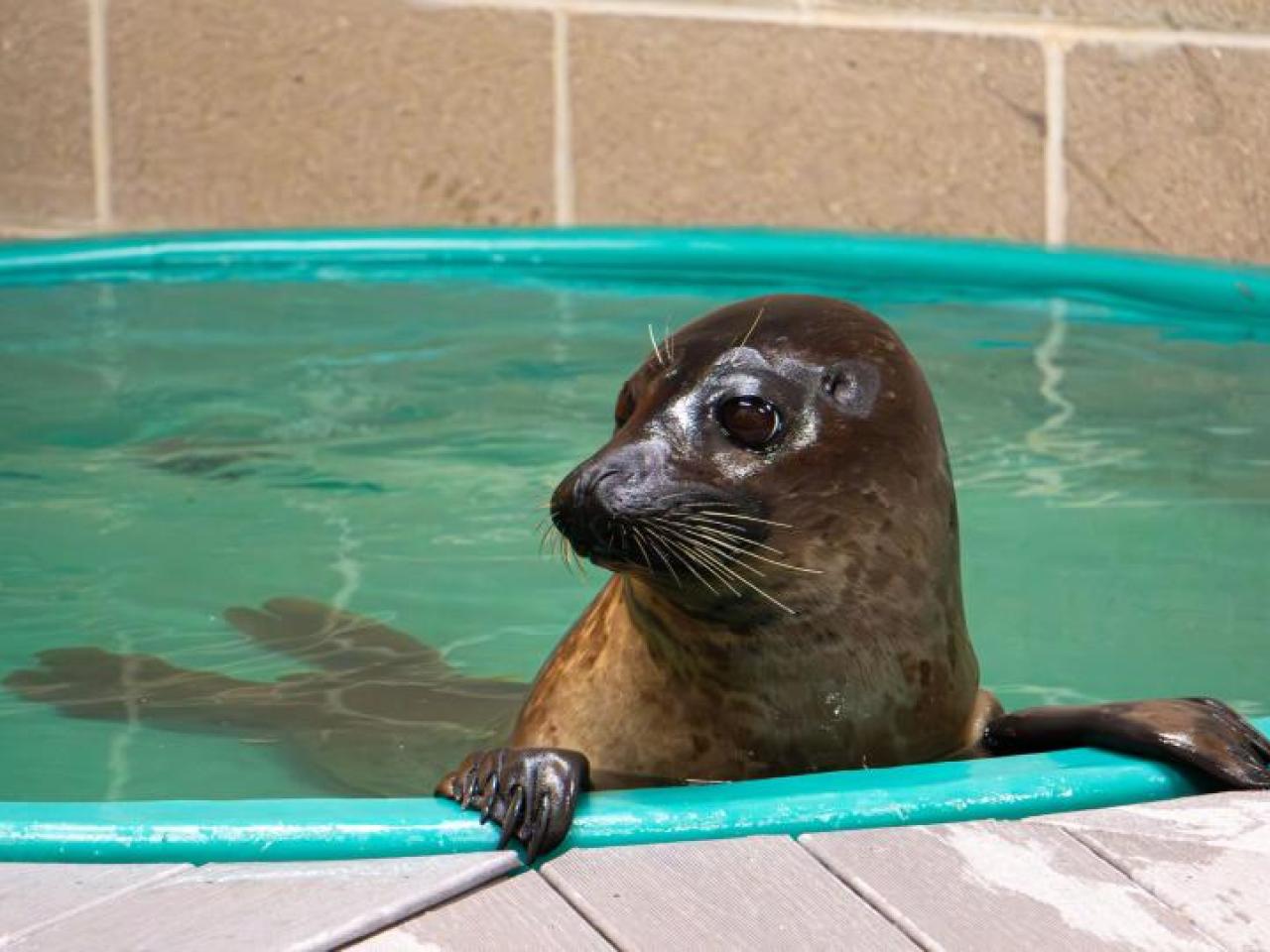  Walnut the harbor seal