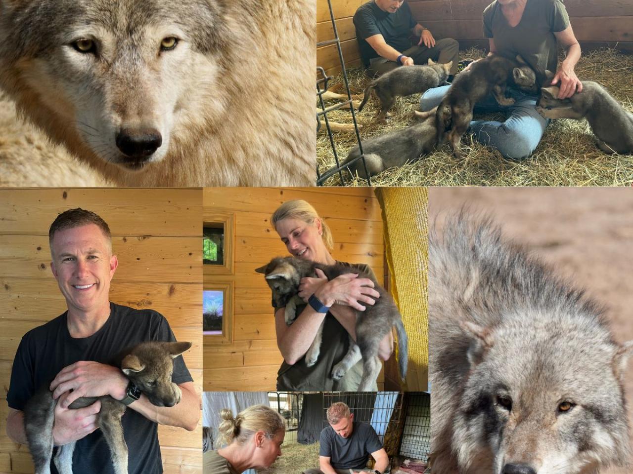 Collage of people holding baby wolves
