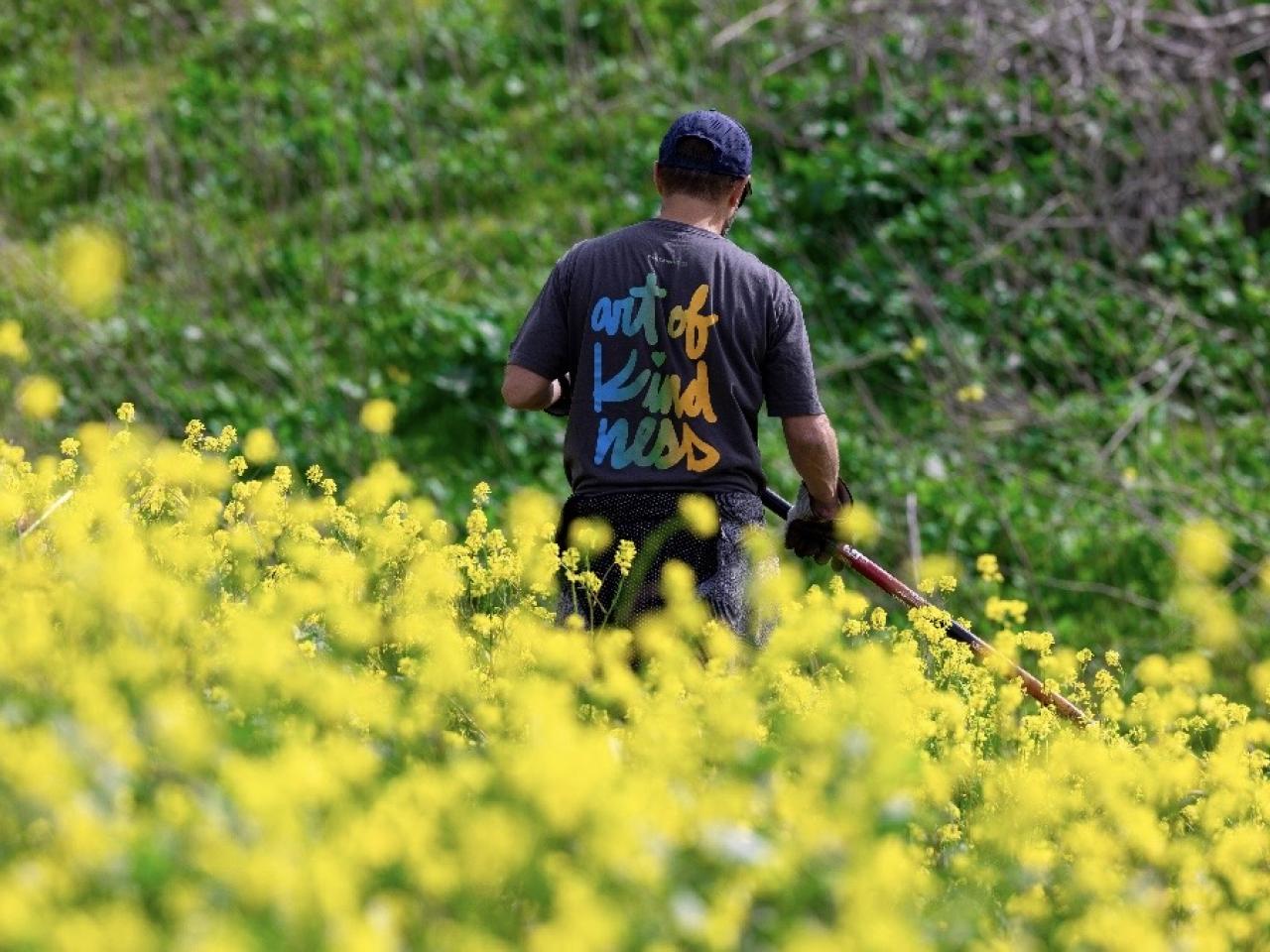 A person with their back to the camera in a field of yellow flowers. They are wearing a shirt with "the art of kindness" on the back.