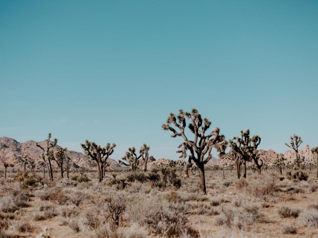 Joshua trees in Joshua Tree National Park