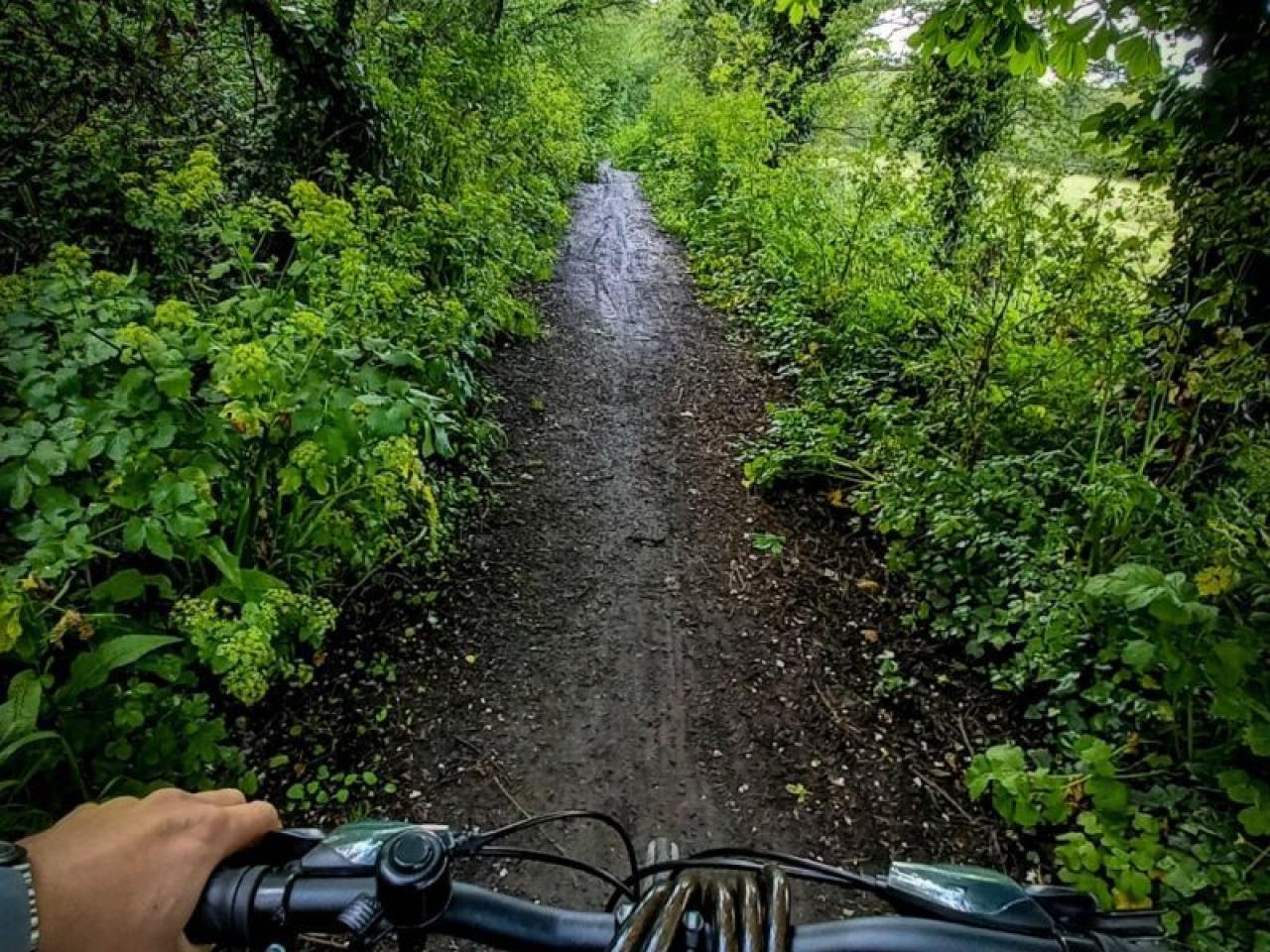 Handlebars of a bicycle and forested bike path