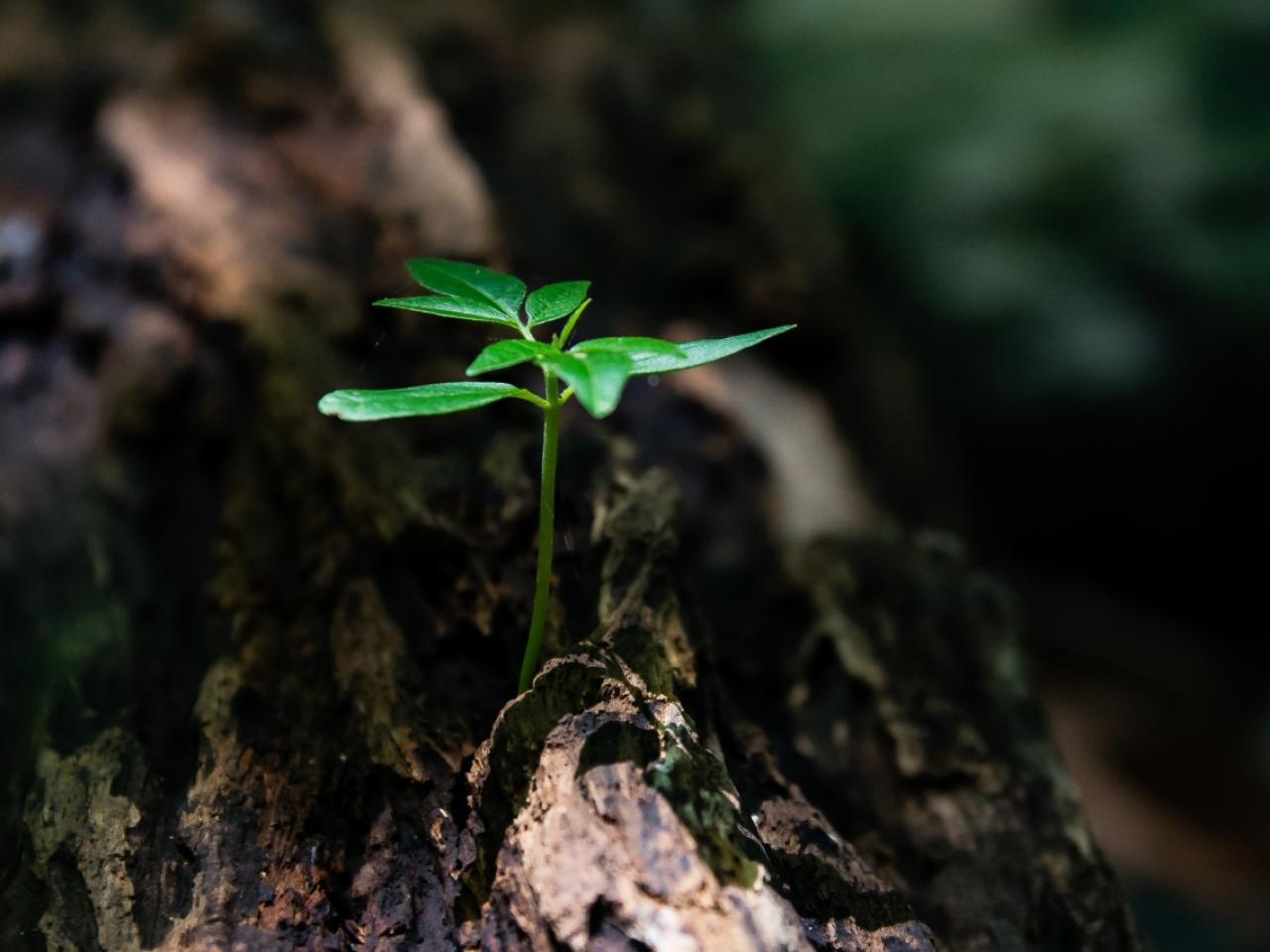 Green seedling in tree trunk